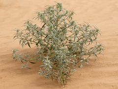 Agriophyllum pungens