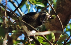 Stactolaema whytii