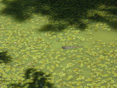 Salvinia hastata