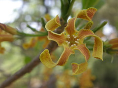 Strophanthus boivinii