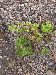 Euphorbia peplus