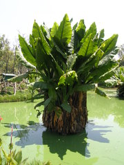 Typhonodorum lindleyanum