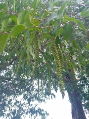 Coccoloba reflexiflora