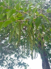 Coccoloba reflexiflora