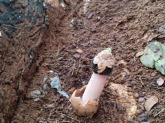 Itajahya galericulata