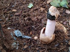 Itajahya galericulata