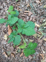 Rubus