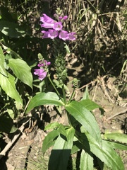 Physostegia ledinghamii