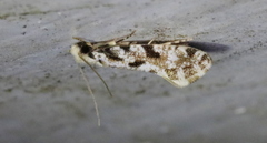Nemapogon granella