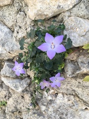 Campanula fragilis fragilis