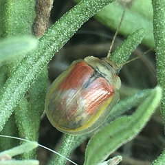 Paropsisterna selmani