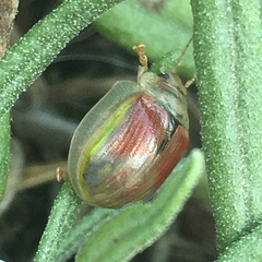 Paropsisterna selmani