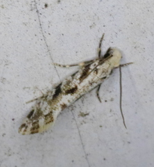 Nemapogon granella
