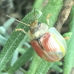 Paropsisterna selmani