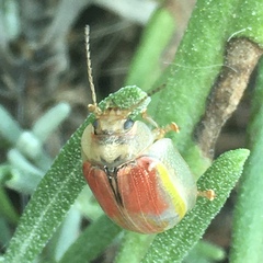 Paropsisterna selmani