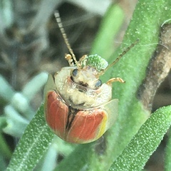 Paropsisterna selmani