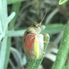 Paropsisterna selmani