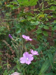 Epilobium hirsutum