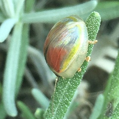 Paropsisterna selmani