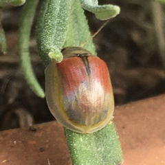 Paropsisterna selmani