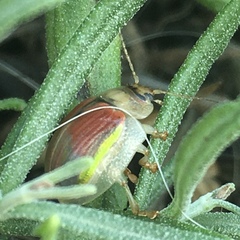 Paropsisterna selmani