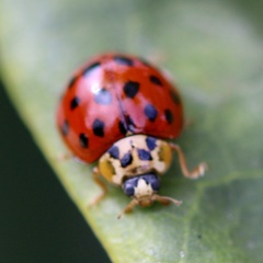Harmonia axyridis