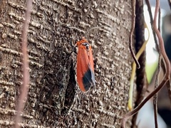 Phauda flammans
