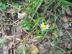Bellis perennis