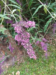 Buddleja davidii