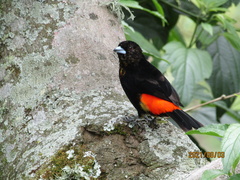 Ramphocelus flammigerus flammigerus