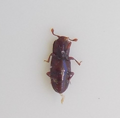 Cerylonidae