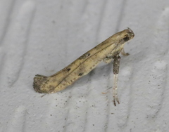 Caloptilia populetorum