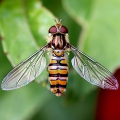 Episyrphus balteatus