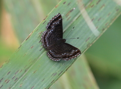 Calephelis velutina