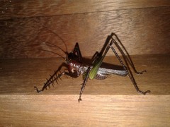 Venatorellus viridipedes