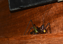 Venatorellus viridipedes