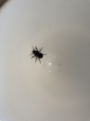 Pterostichus madidus