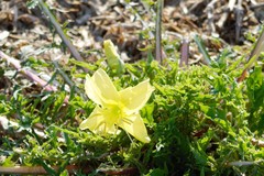 Oenothera triloba