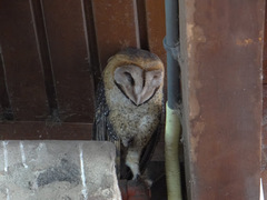 Tyto alba punctatissima