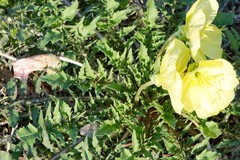 Oenothera triloba
