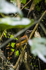 Pitohui uropygialis