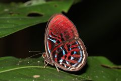 Paralaxita orphna