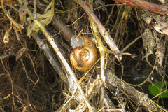 Planorbarius corneus