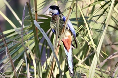 Platycercus venustus