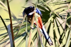 Platycercus venustus