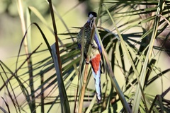 Platycercus venustus