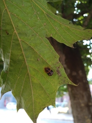 Harmonia axyridis