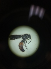 Dasymutilla scaevola