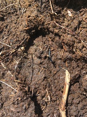 Cervus elaphus elaphus