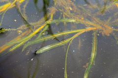 Potamogeton compressus